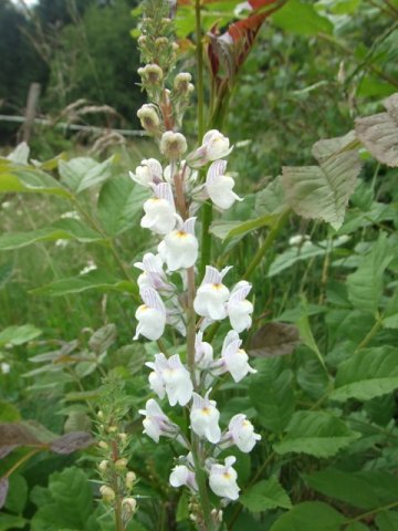 Week-end club 2012, dimanche